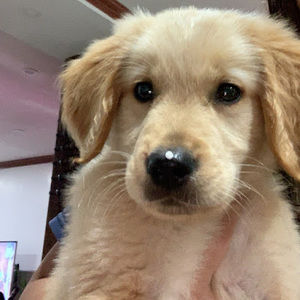 Meet your Posher, COco